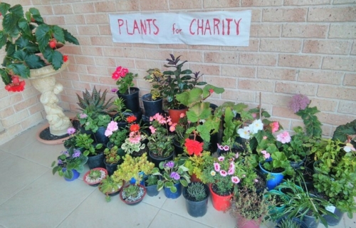 Plants for charity image